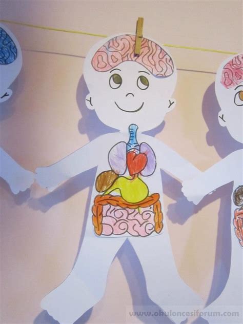 okul öncesi iç organlarımız ile ilgili sanat etkinlikleri